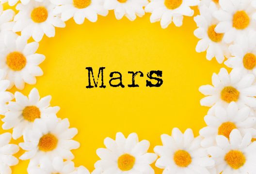 528x360-marguerite©Freepik