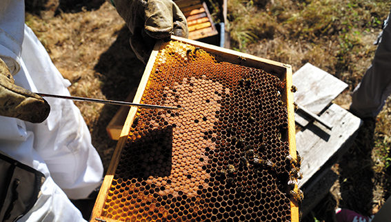 1200x680-apiculture