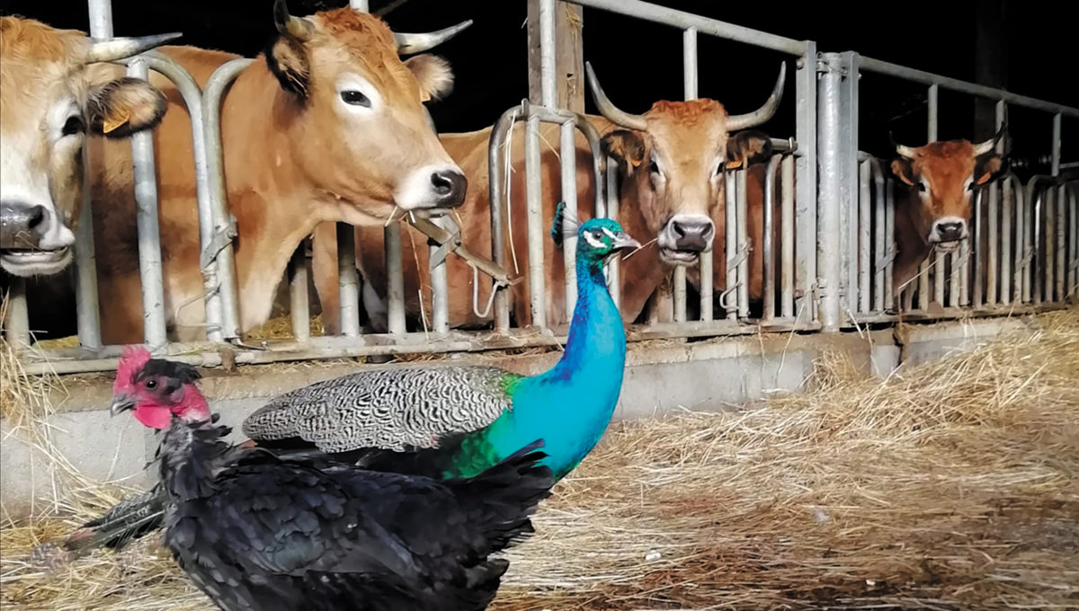 ©ferme-petit-moineau-falleron
