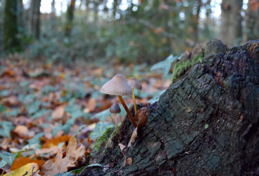 528x360_Foret-Aizenay©OTVB