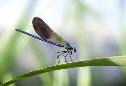 Closeup of a blue Damselflies on a leaf in a garden under sunlight with a blurry background