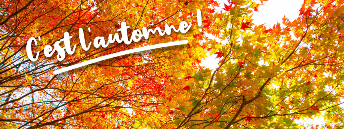 1600x600-automn-rkingfisher