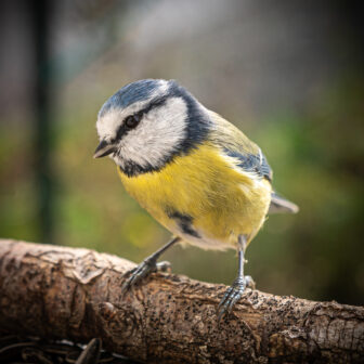 Selective focus of a Eurasian blue tit (Cyanistes caeruleus) standing on a branch