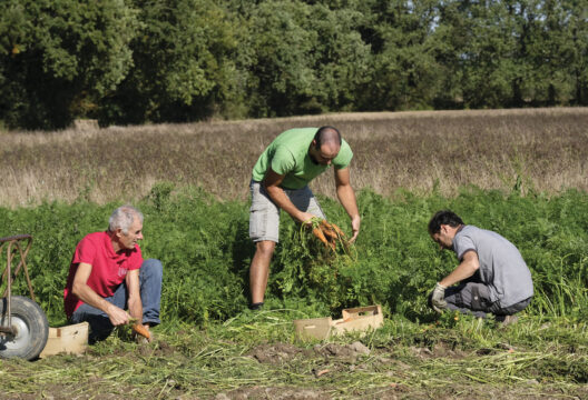 Bio Loire Océan, une association de producteurs de fruits et légumes bio des Pays de la Loire.
