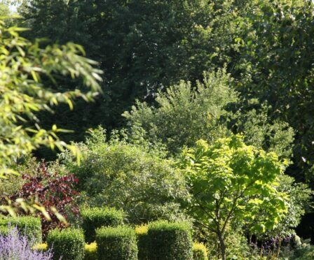 jardin-botanique-alkinoos-mache