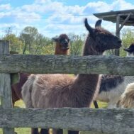 vacances-printemps-2025-laams-fief-guibert-poire-sur-vie-nl